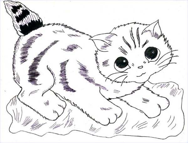 Kitten : Drawings: Bhupendra Singh Kunwar